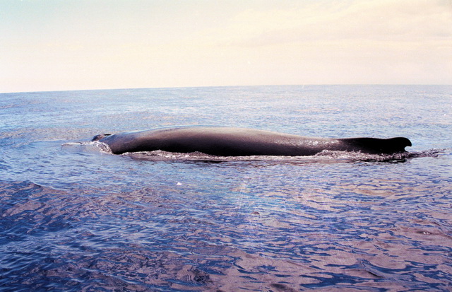 2001 02 Dominikanische Republik 041