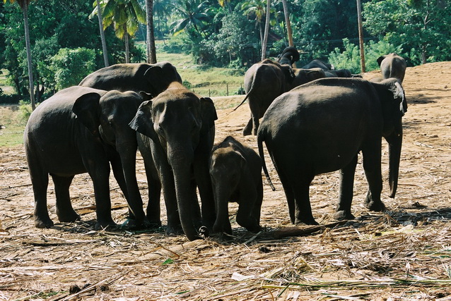 2002 15 Sri Lanka 158