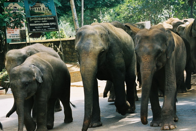 2002 15 Sri Lanka 160