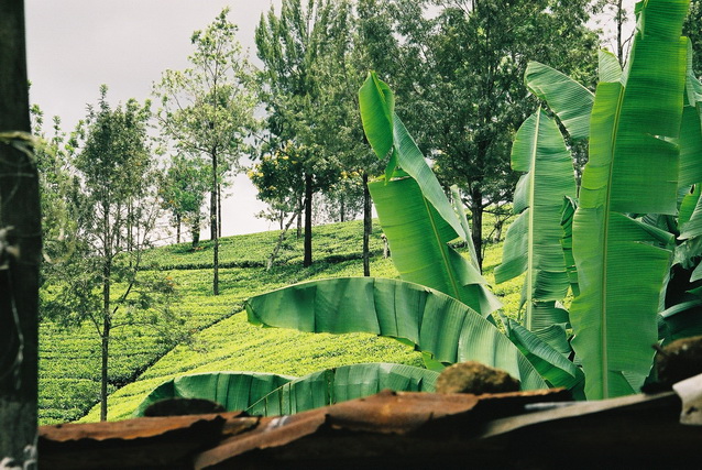 2002 15 Sri Lanka 175