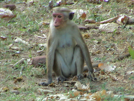 2002 15 Sri Lanka 253
