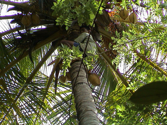 2002 15 Sri Lanka 281