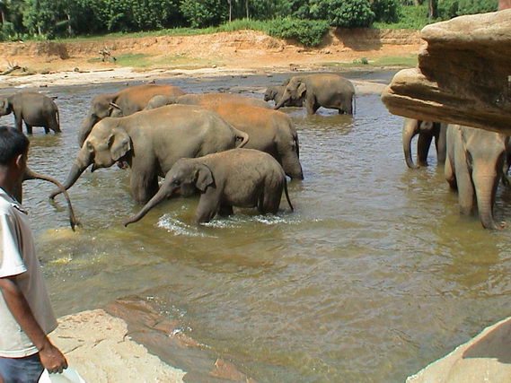 2002 15 Sri Lanka 300