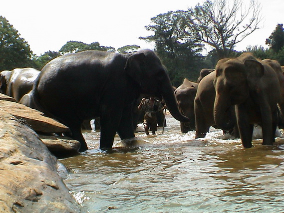 2002 15 Sri Lanka 304