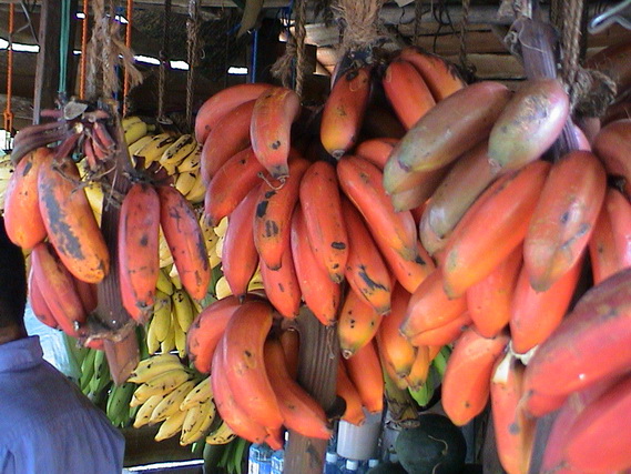 2002 15 Sri Lanka 307