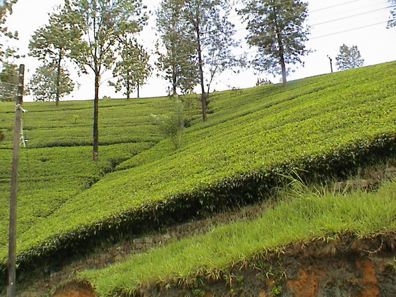 2002 15 Sri Lanka 327