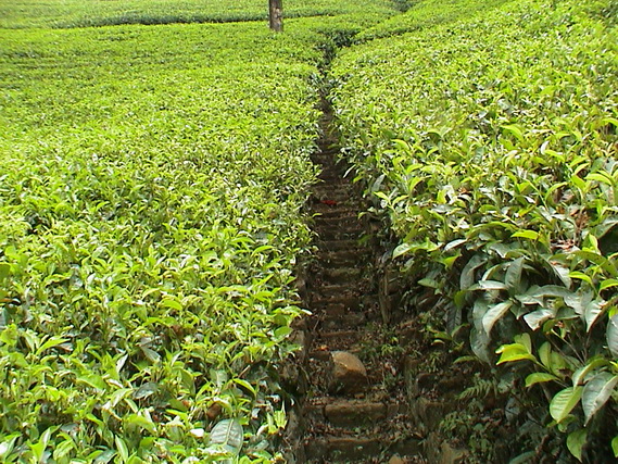 2002 15 Sri Lanka 328