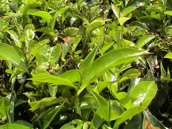 2002 15 Sri Lanka 330