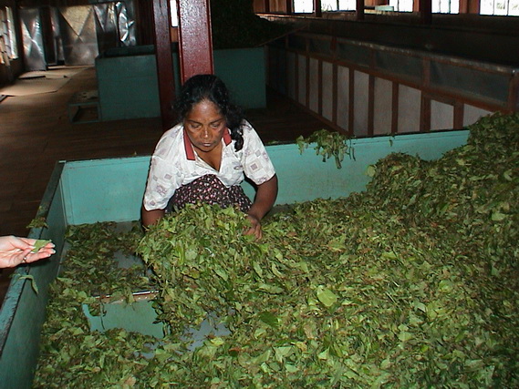 2002 15 Sri Lanka 333