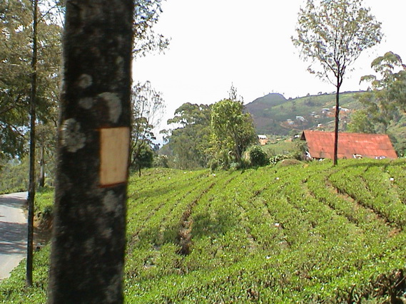 2002 15 Sri Lanka 347