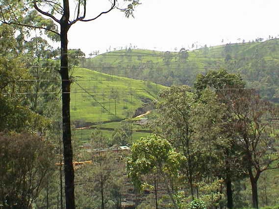 2002 15 Sri Lanka 348