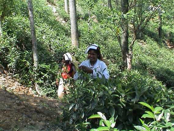 2002 15 Sri Lanka 365