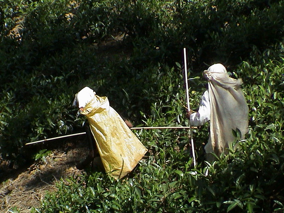 2002 15 Sri Lanka 366