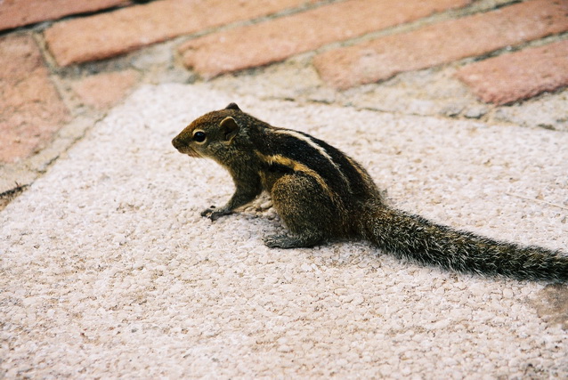 2002 15 Sri Lanka 063