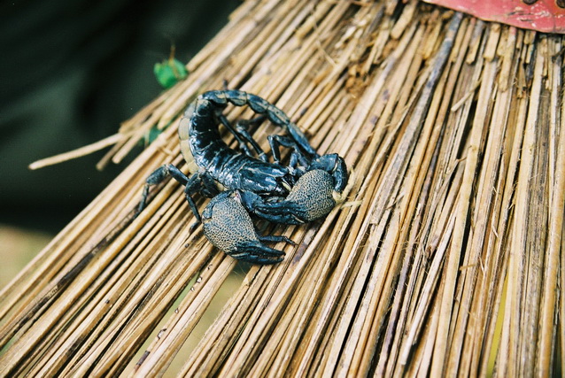 2002 15 Sri Lanka 165