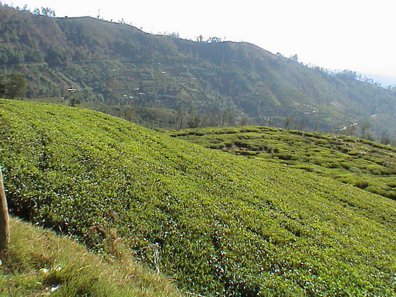 2002 15 Sri Lanka 362