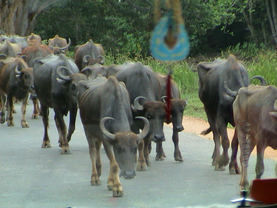 2002 15 Sri Lanka 375