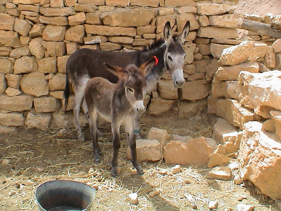 2003 19 Djerba 065