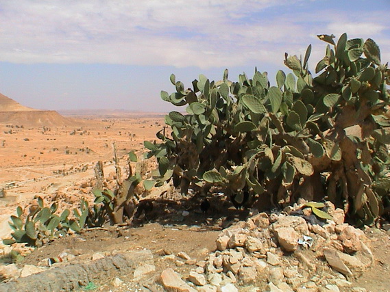 2003 19 Djerba 067
