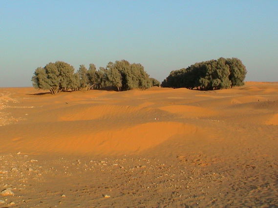2003 19 Djerba 087