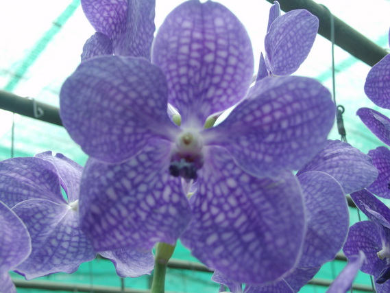 2005 06 Thailand 212