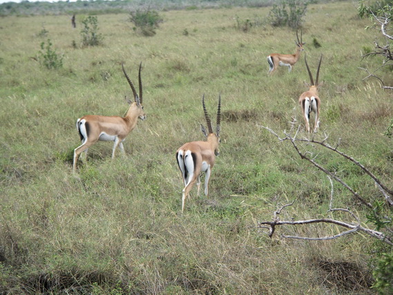 2006 04 Kenia 152
