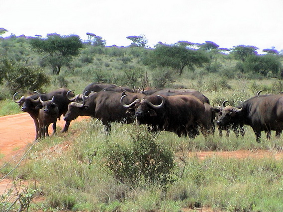 2006 04 Kenia 223