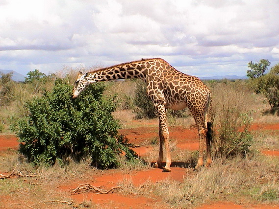2006 04 Kenia 145