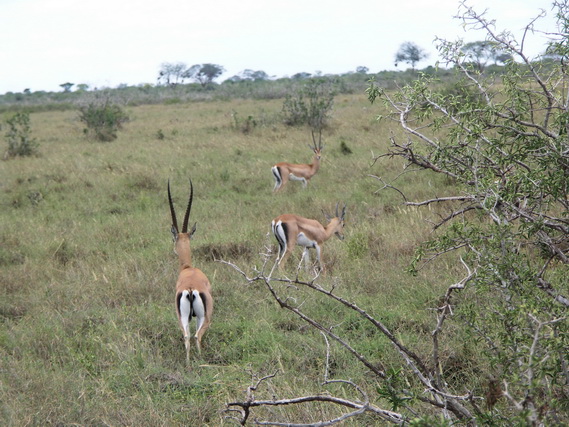 2006 04 Kenia 153