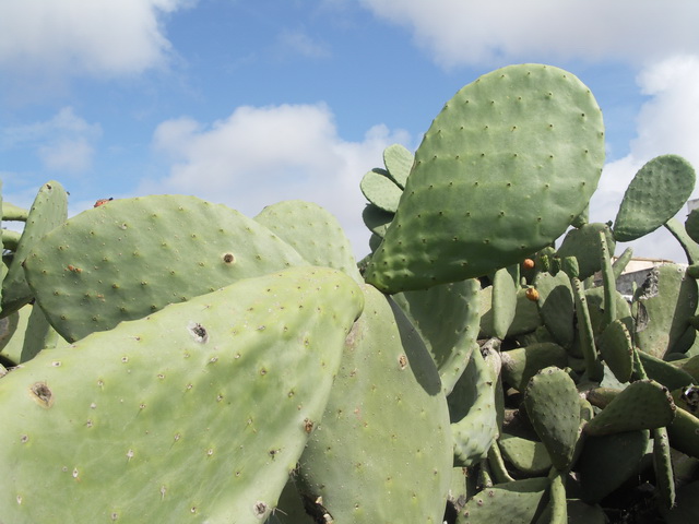 2008 12 Lanzarote 055