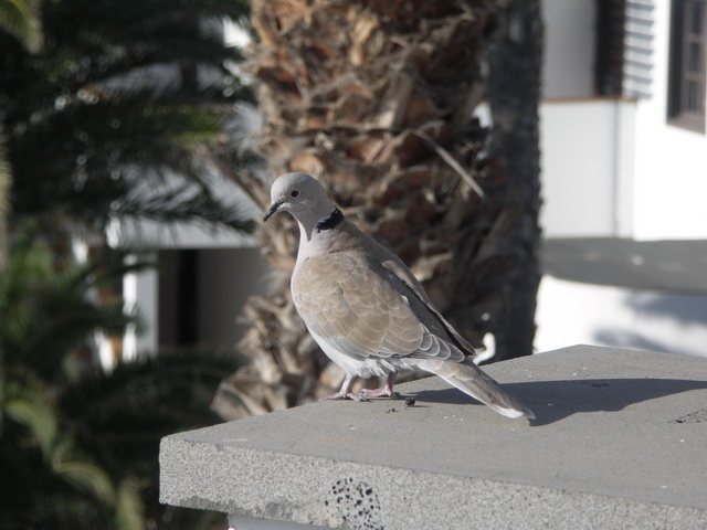 2008 12 Lanzarote 011