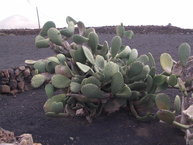 2008 12 Lanzarote 106