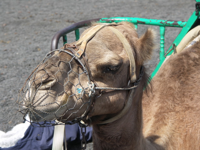 2008 12 Lanzarote 187