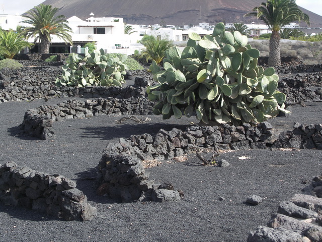2008 12 Lanzarote 264