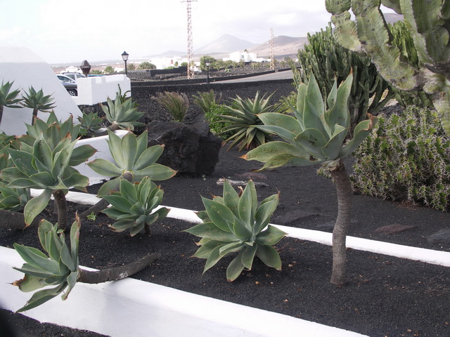 2008 12 Lanzarote 267