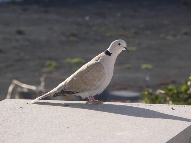 2008 12 Lanzarote 009