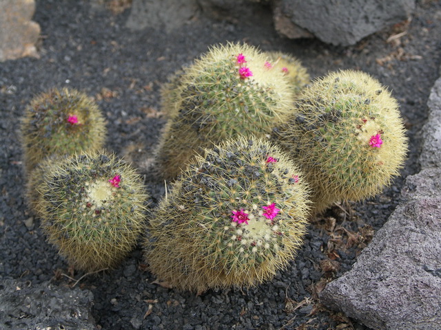 2008 12 Lanzarote 307