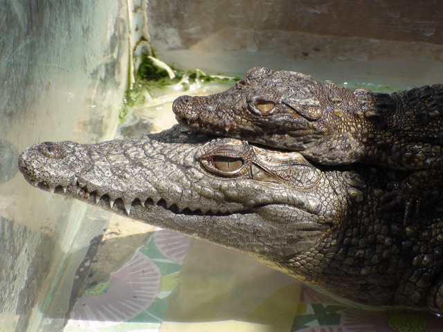 2009 04 Aegypten 521