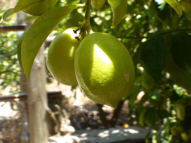 2010 14 Gran Canaria 100