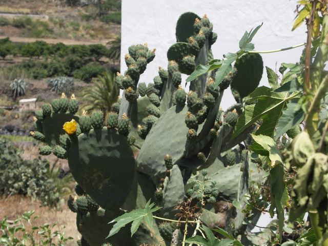 2010 14 Gran Canaria 216