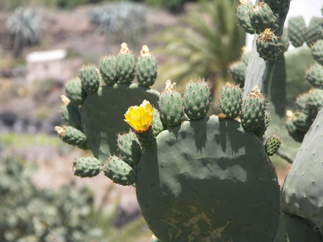 2010 14 Gran Canaria 217