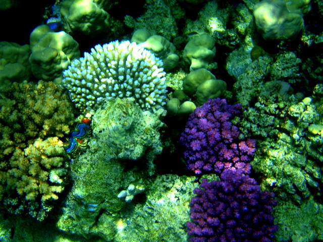 2010 09 Sharm el Shaik 138
