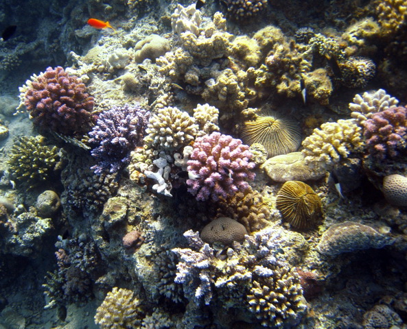 2010 09 Sharm el Shaik 139