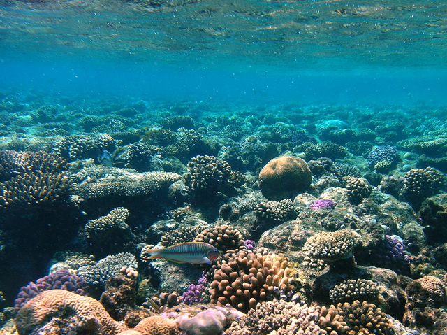 2010 09 Sharm el Shaik 142