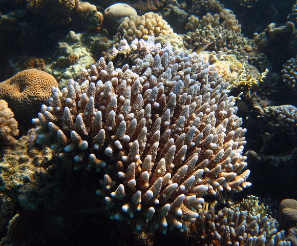 2010 09 Sharm el Shaik 144