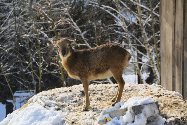 2014 01 27 Hauzenberg 071