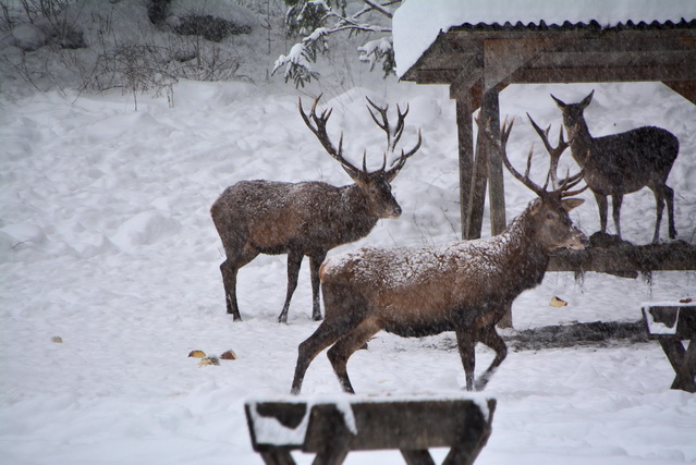 2014 12 27 Hohenschwangau 059