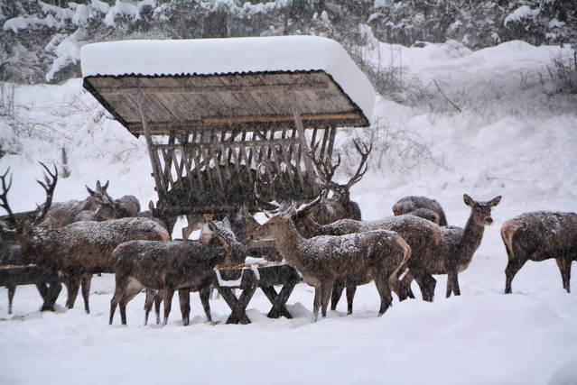 2014 12 27 Hohenschwangau 072