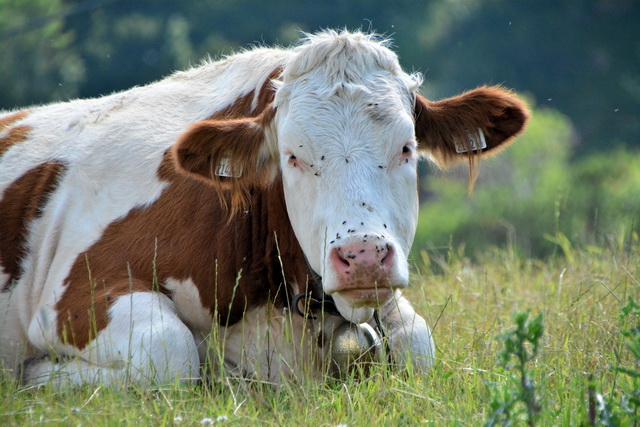 2015 07 20 Fieberbrunn 009