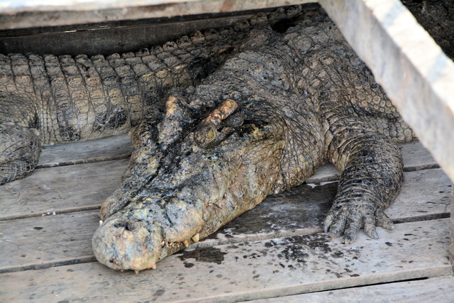 2015 04 23 Vietnam 767